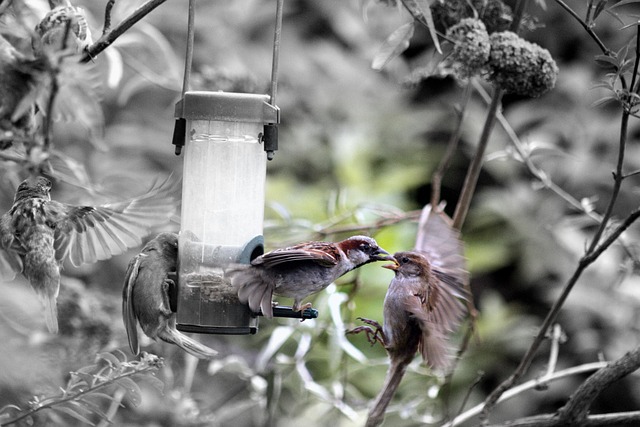 Seed feeder with rodent exclusion features