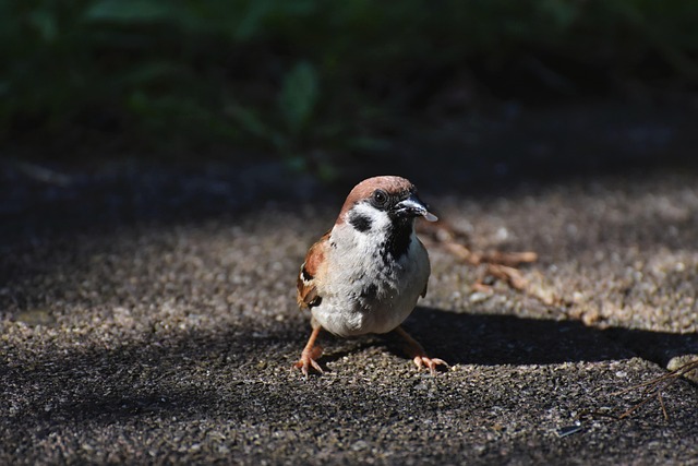 Seed-filled tray for ground-feeding birds