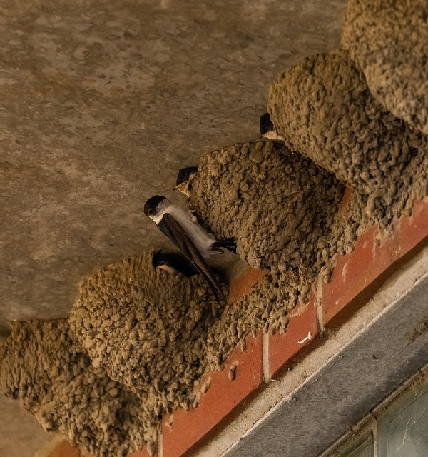 Selective feeding station for small birds