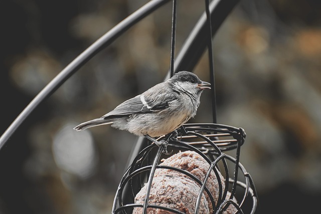 Small bird feeding platform with seed tray