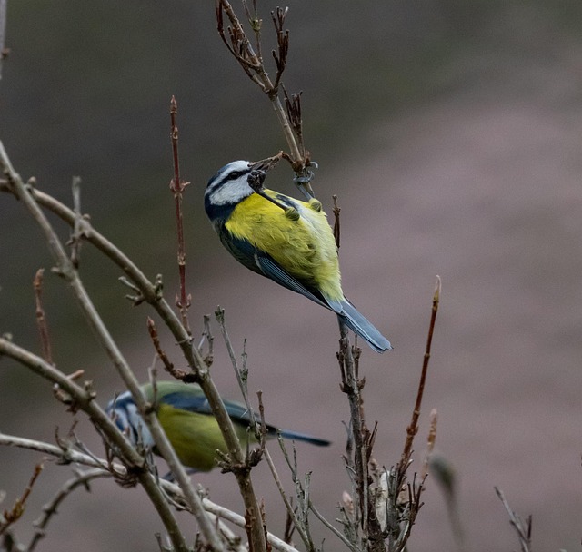 Small bird-friendly garden feeding station