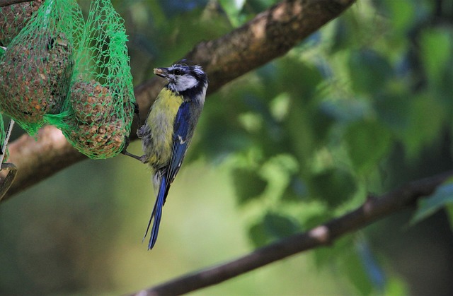Small bird-friendly garden feeding station