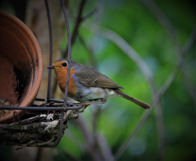 Small bird-friendly garden feeding station