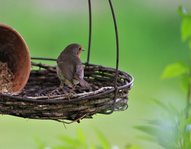 Small bird-friendly garden feeding station