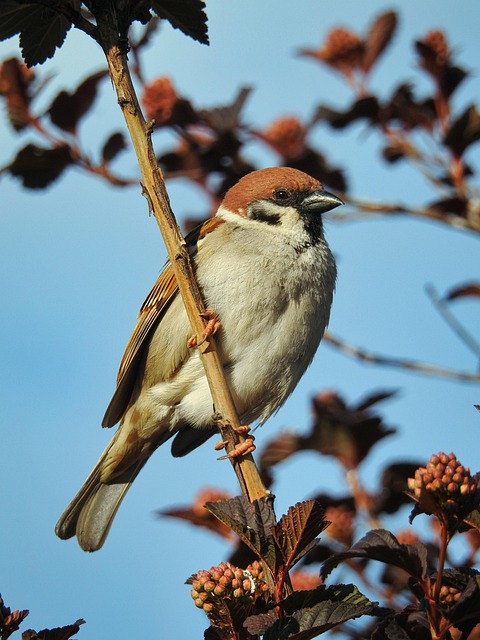 Small bird perched on nest box