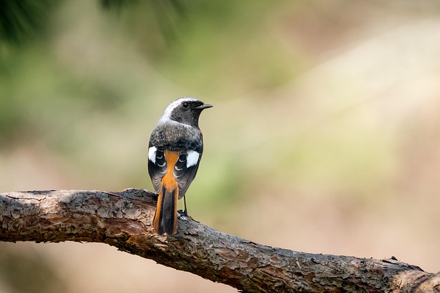 Small bird perched on nest box