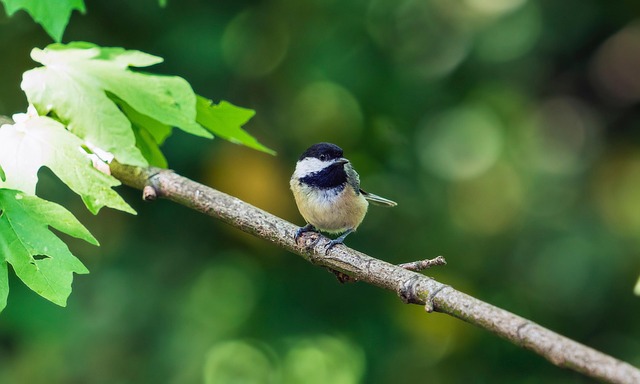 Small bird perched on nest box