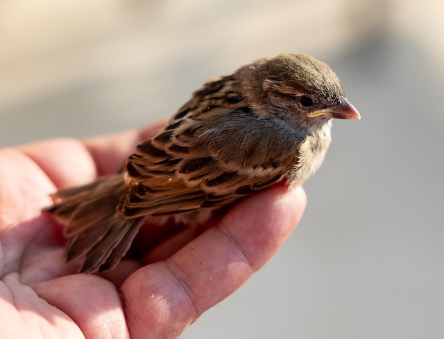 Small bird perched on nest box