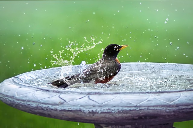 Small birds drinking from birdbath