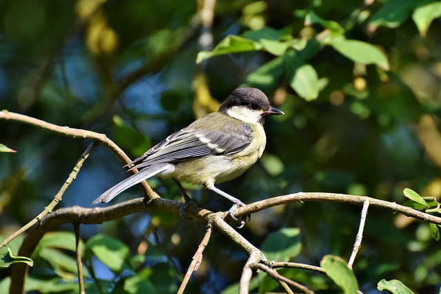 Small birds eating juicy summer fruits