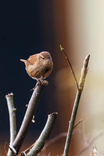 Small birds feeding from scattered seeds
