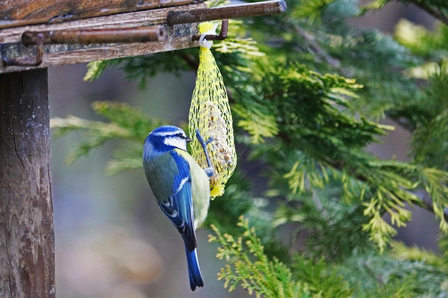 Small birds feeding from specialized feeder