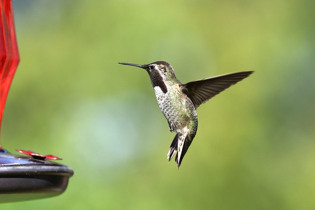 Small birds feeding from specialized feeder