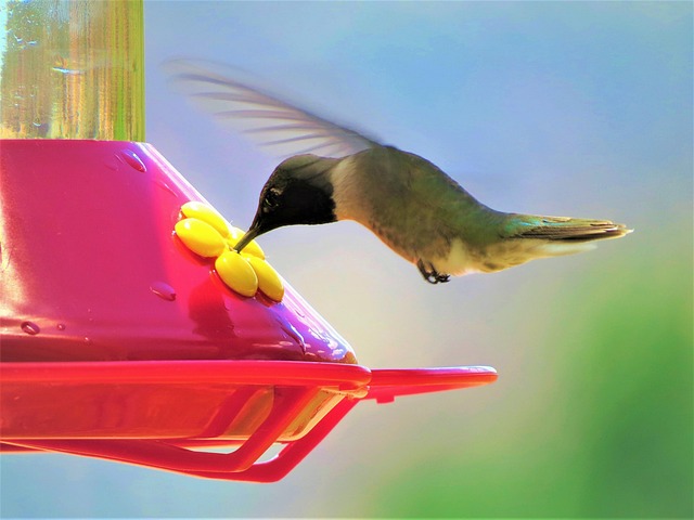 Small birds feeding in wire cage feeder