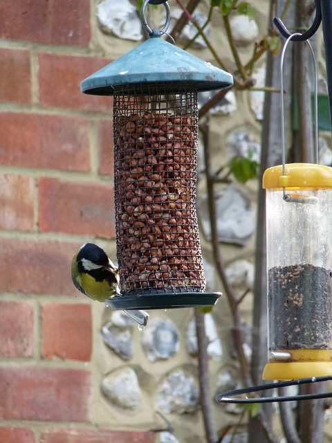 Small birds feeding in wire cage feeder