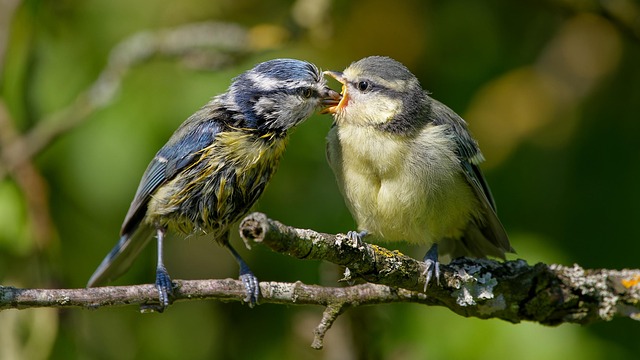 Small birds feeding in wire cage feeder