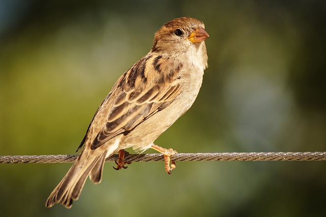 Small birds feeding in wire cage feeder