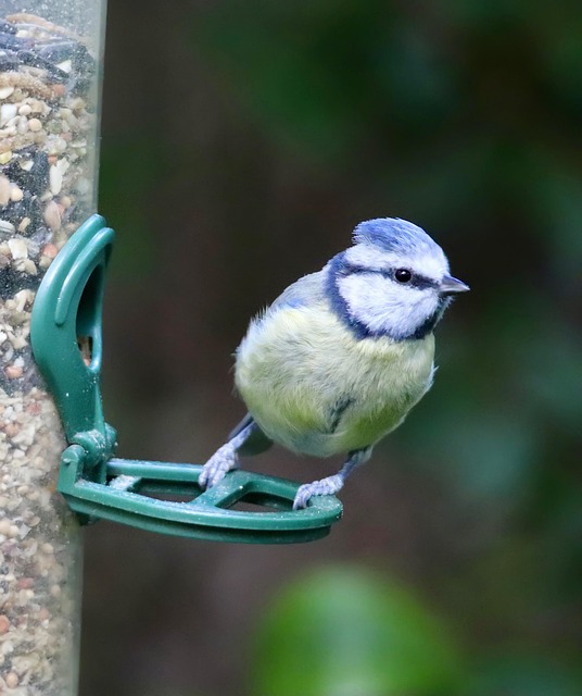 Small birds feeding on mealworms dish