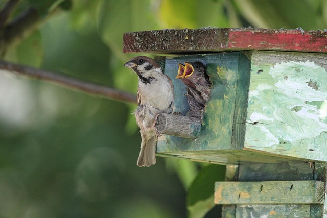 Small birds feeding on seed assortment