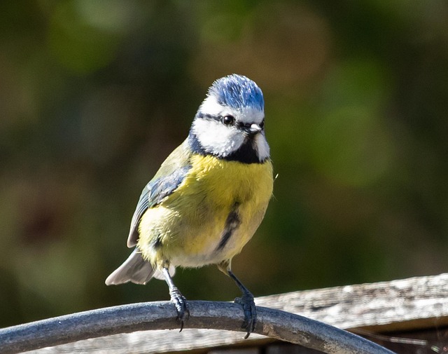 Small birds feeding on seed assortment