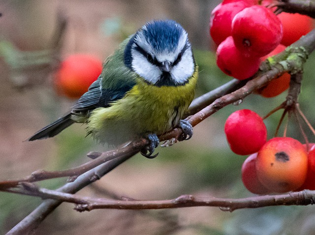Small birds feeding on sunflower hearts