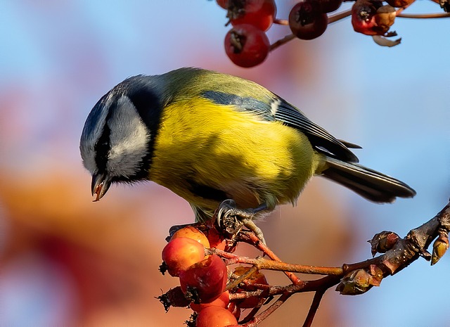 Small birds feeding on sunflower hearts