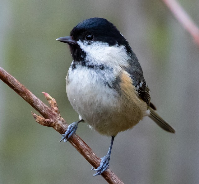 Small birds feeding on sunflower hearts