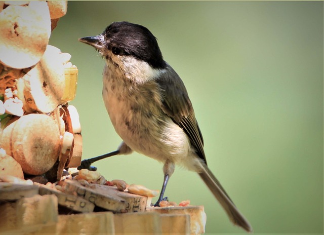 Small birds feeding on wooden station
