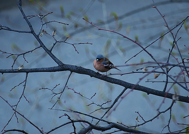 Small birds feeding on wooden station
