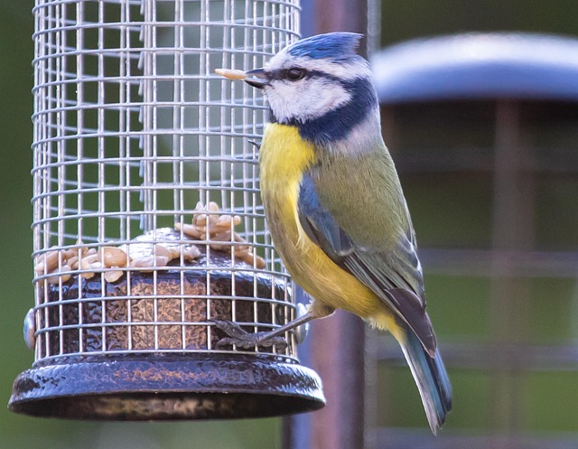 Small birds feeding on wooden station