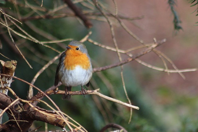 Small garden birds eating sunflower hearts
