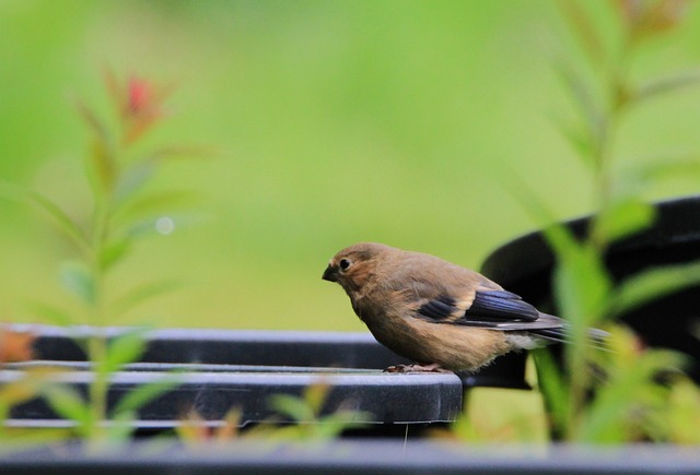 Small garden birds feeding on no-mess mix