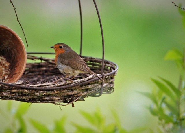 Small garden birds feeding on no-mess mix