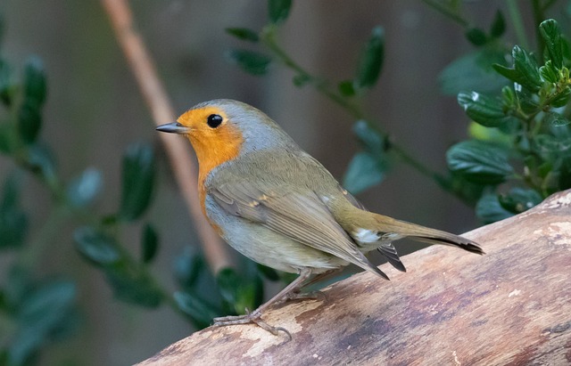 Soft food blend for wild robins