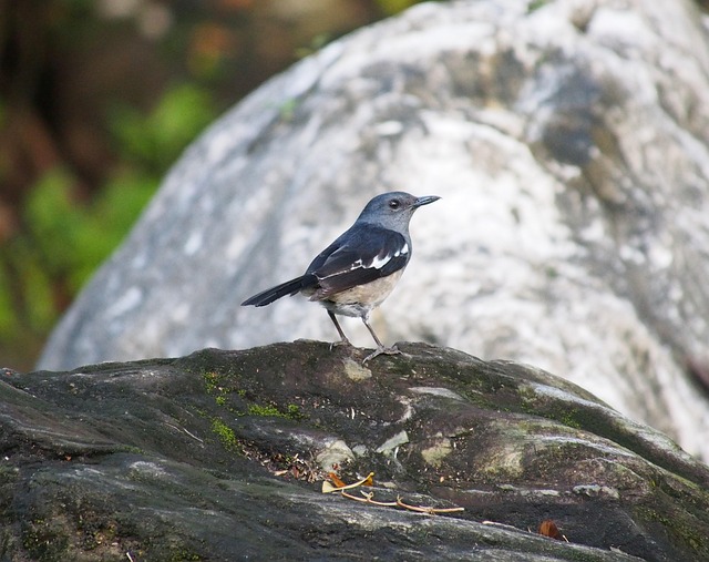 Soft food blend for wild robins