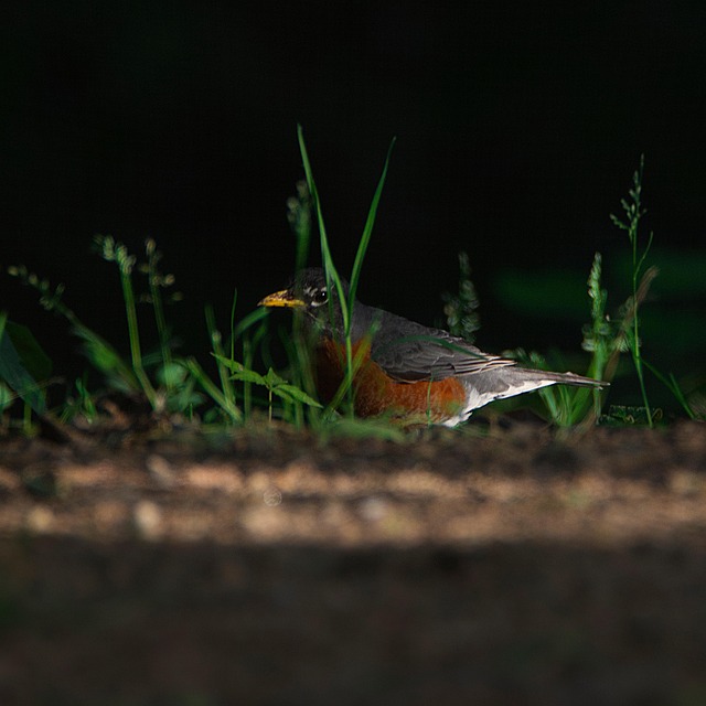 Soft food blend for wild robins