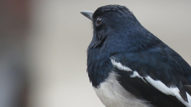 Soft food blend for wild robins