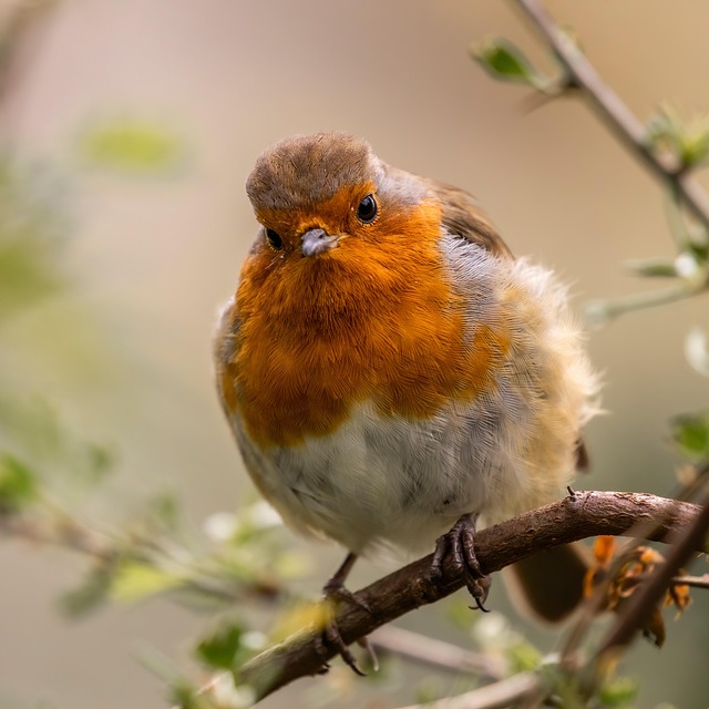 Soft food blend for wild robins