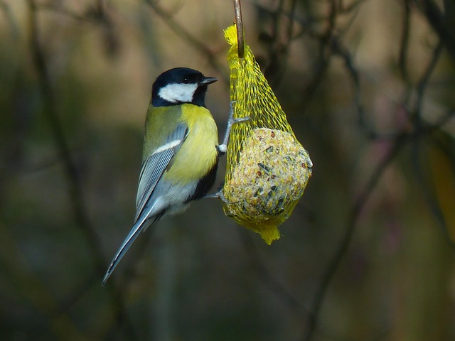 Sparrow clinging to hanging fat ball feeder