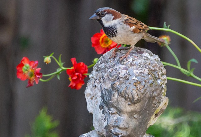 Sparrow enjoying sunflower hearts in garden