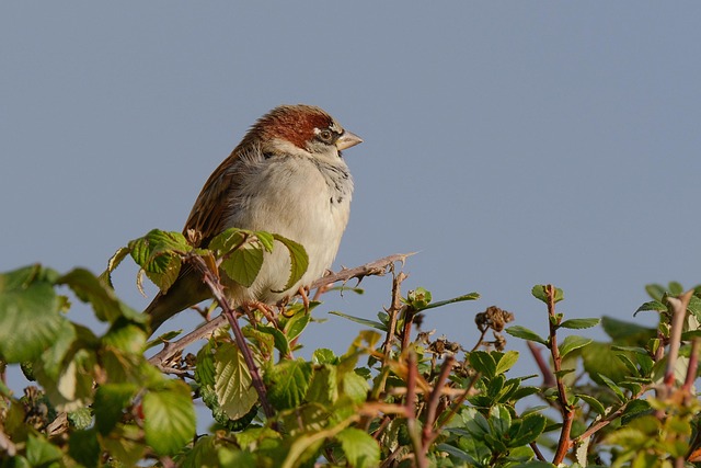 Sparrow leaving an abandoned nest