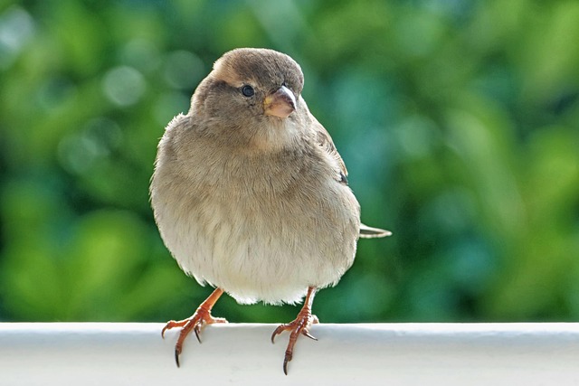 Sparrow leaving an abandoned nest