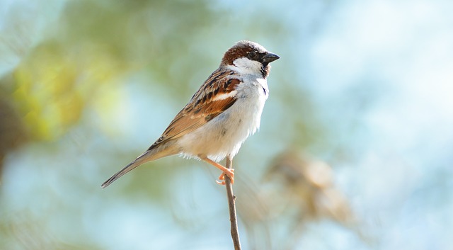 Sparrow leaving an abandoned nest