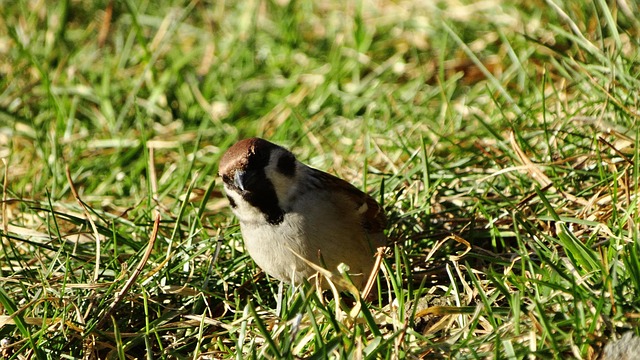 Sparrows eating seeds on ground