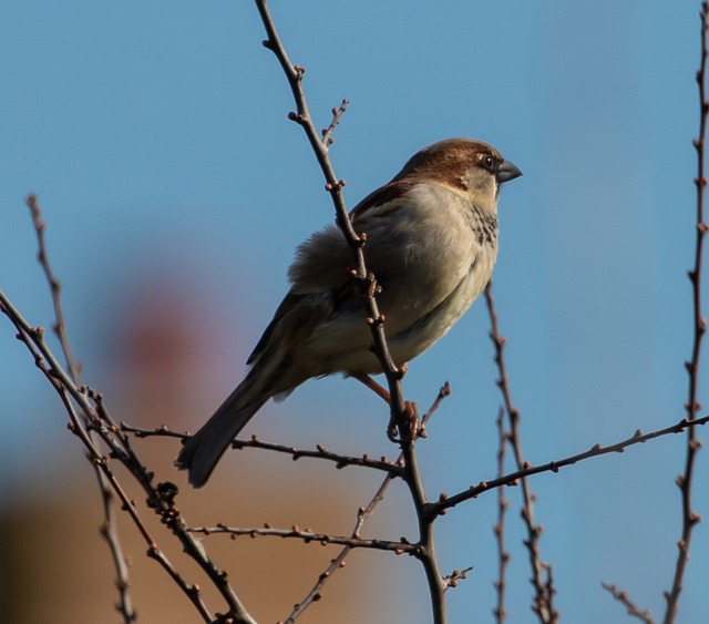 Sparrows eating seeds on ground