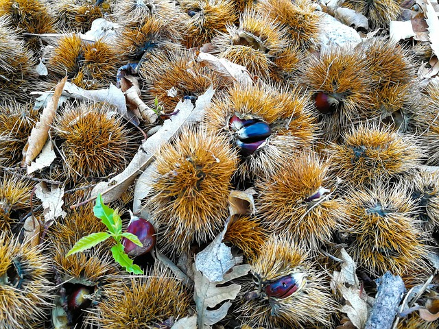 Sparrows eating seeds on ground