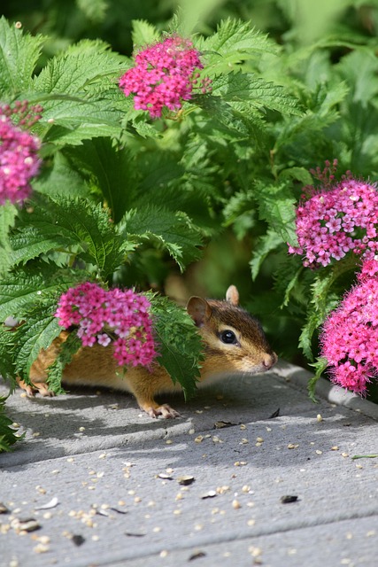 Sparrows eating seeds on ground