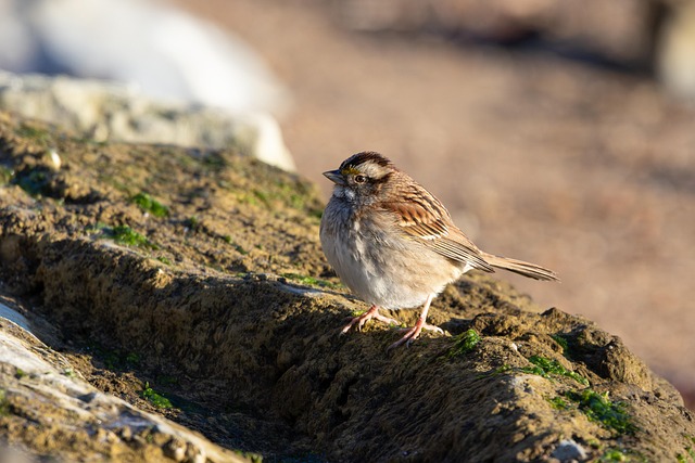 Sparrows eating seeds on ground