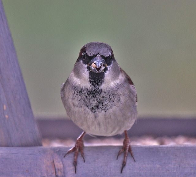 Sparrows feeding on millet seeds