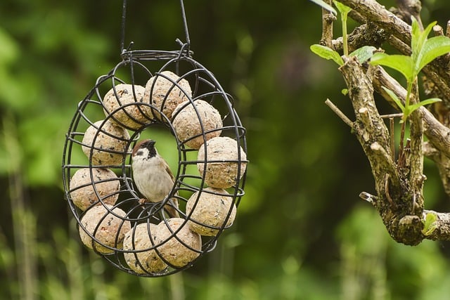 Sparrows feeding on millet seeds